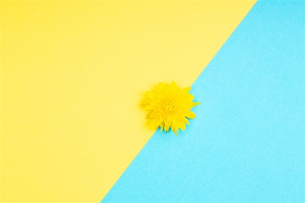 2024平面设计专业求职自荐信模板(精选3篇)