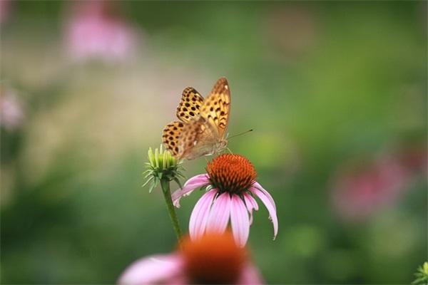 表白的文言文 女子向男子表白的文言文(精选76句)