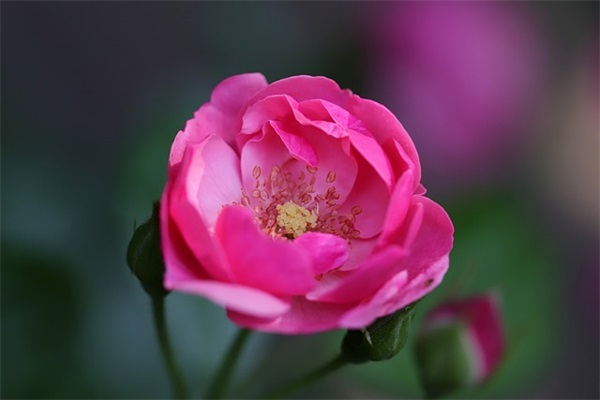 学生最好的座右铭大全 学生座右铭大全(精选101句)