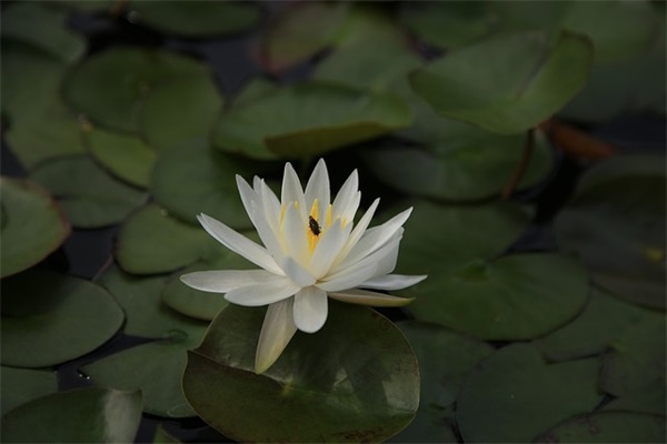 抄优秀日记(精选8篇)