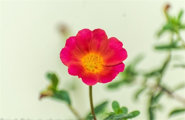 千手观音仿写安塞腰鼓(精选5篇)