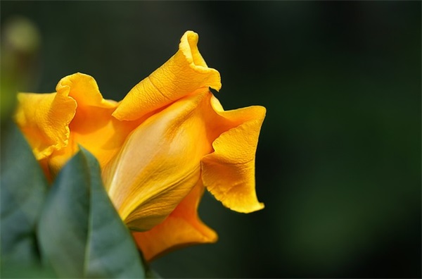 个人奋斗宣言 银行个人奋斗宣言(精选78句)