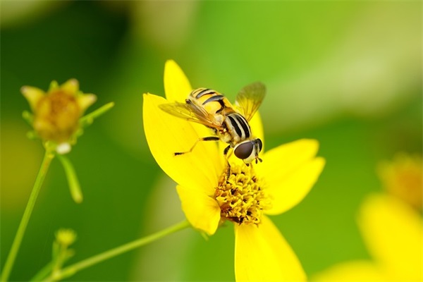 追风筝的人经典语句摘抄(精选43句)