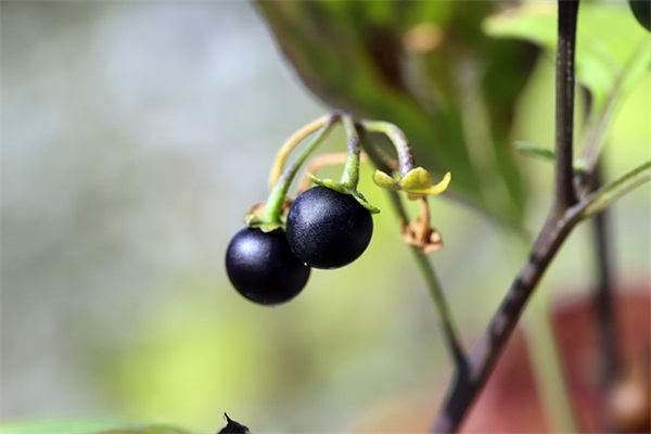 适合订婚发朋友圈的精美文案 订婚需要准备什么