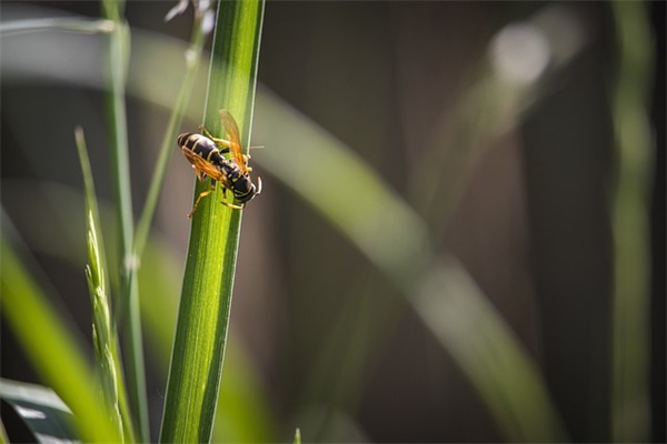 疫情防控志愿者感言简短(精选4篇)