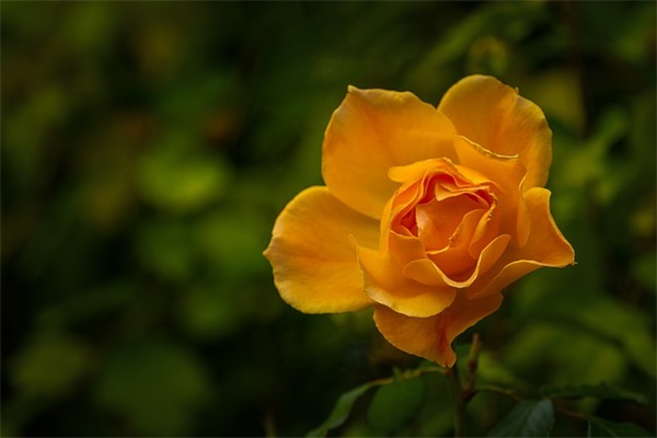 2024制药工程专业求职自荐信模板(精选3篇)