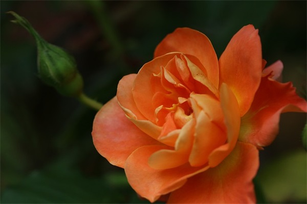 餐厅收银员的岗位职责(精选4篇)