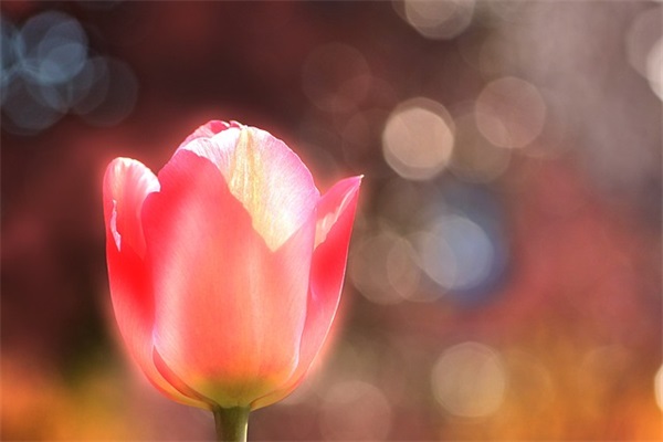 公司司机岗位职责(精选4篇)