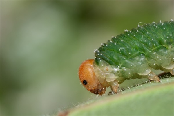 在农贸市场开业庆典上的致辞(精选4篇)